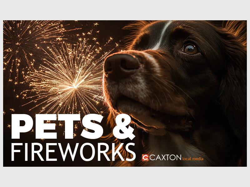 Fireworks can be frightening for pets, but with a few simple precautions, you can help them stay calm, safe, and comfortable during the festive season.