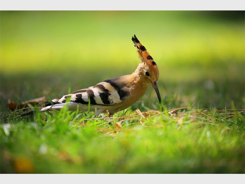 Five Brakpan spots to entertain the family this December holiday that you might not have known about.