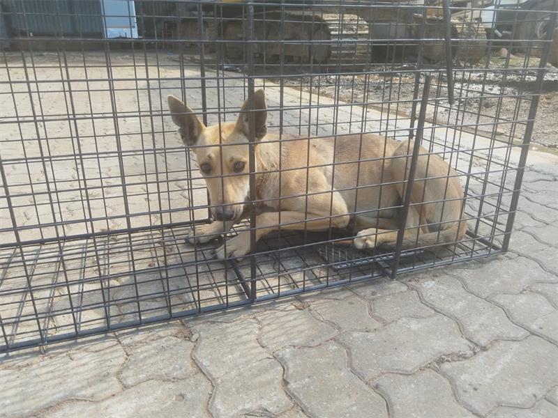 After months of survival against all odds, one of the most fearful dogs has been brought to safety, thanks to patience, perseverance, and the unwavering commitment of SPOT.