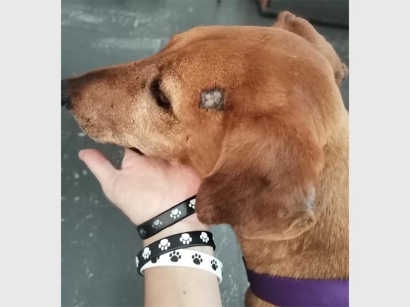 The animal welfare NPO is making sure the dogs don’t leave the area, so they are easier to track.