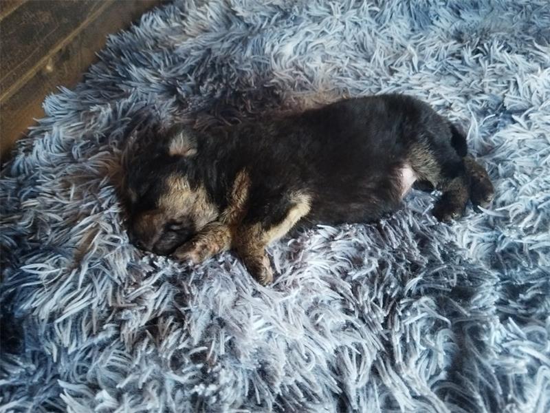 The puppy’s increased activity put it and its mother at risk, so the Spot rescued both.