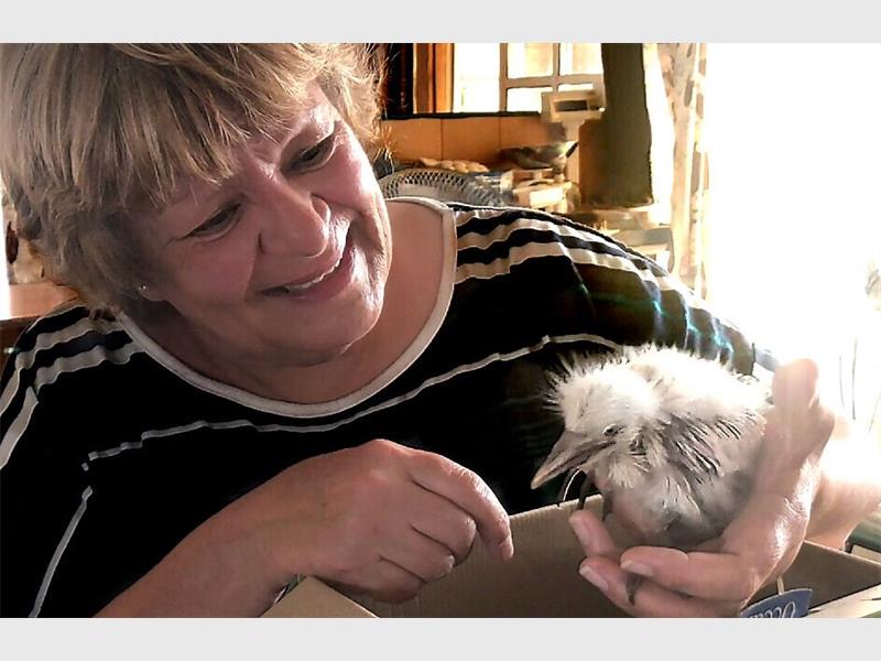 Rain and hail endangers birds, here’s how you can help