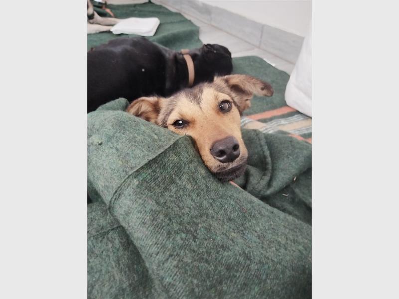 Eighty dogs and cats from lower-income households received vital veterinary care during a two-day sterilisation campaign hosted by SPOT.