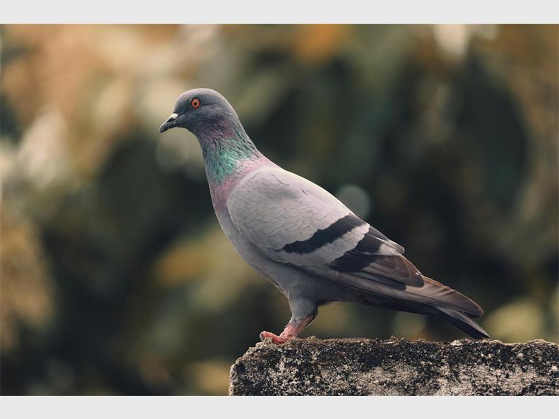 The sport takes care, diligence and good planning, on top of being interesting to talk about.