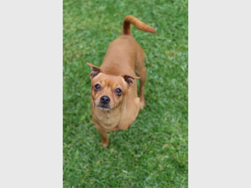 Your new best friend is waiting for you at the Brakpan SPCA.