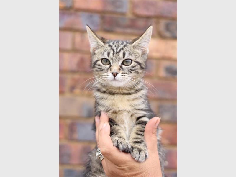 Your new best friend is waiting for you at the Brakpan SPCA.