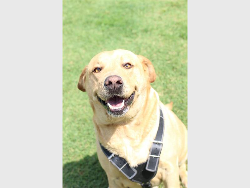 Your new best friend is waiting for you at the Brakpan SPCA.