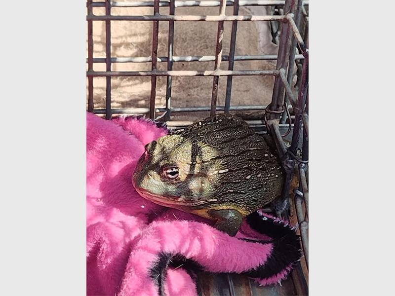 Discovered on a residential property, Ferdie was checked, cleared, and prepared for release into his natural habitat.