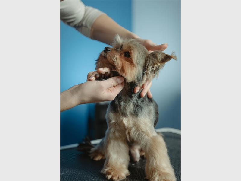 Residents are invited to the Brakpan SPCA for a morning of walking, grooming and spending time with animals, along with an Easter egg hunt for children.