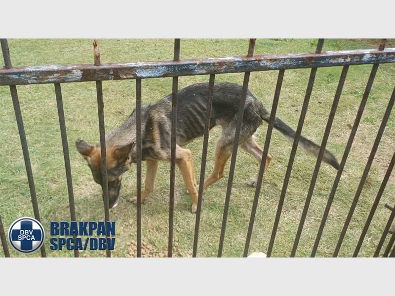Inspectors returned to check on the dog, only to find it gone without explanation.