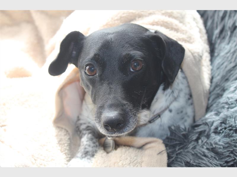 Residents can help animals stay warm by donating blankets or funds to the Brakpan SPCA.