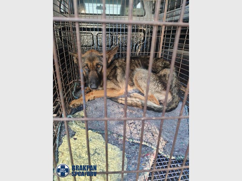 The Brakpan SPCA’s persistence paid off as the missing dog was located and is now receiving urgent care.