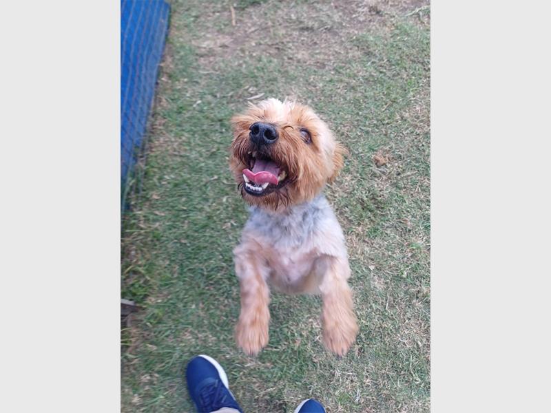 Your new best friend is waiting for you at the Brakpan SPCA.