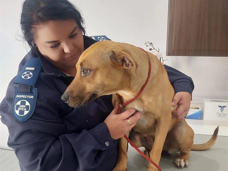 The SPCA says Spike is now safe and healing while authorities investigate the circumstances surrounding the incident.