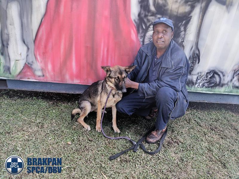 After disappearing from a Brakpan property, Vida was found in Benoni and is now thriving under the care of the SPCA.