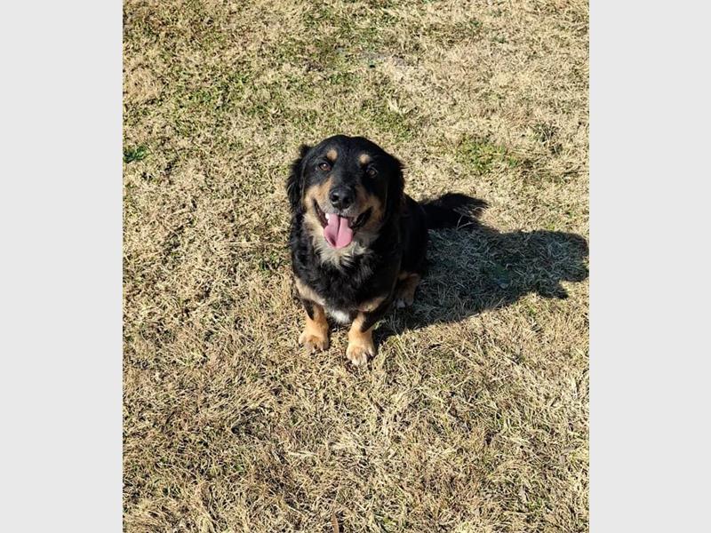 Your new best friend is waiting for you at the Brakpan SPCA.