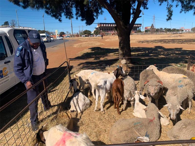 Warnings and compliance notices have been issued following an SPCA inspection of chicken hawking sites in Tsakani, with a follow-up visit planned.