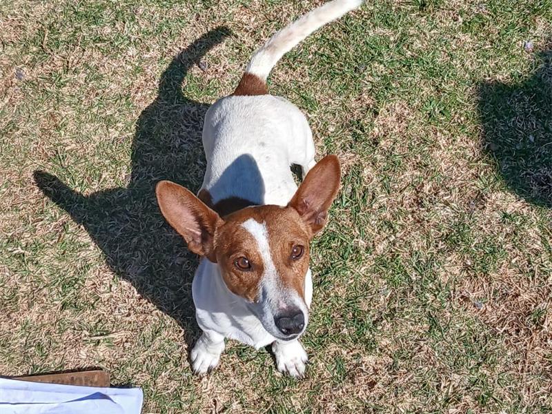 Your new best friend is waiting for you at the Brakpan SPCA