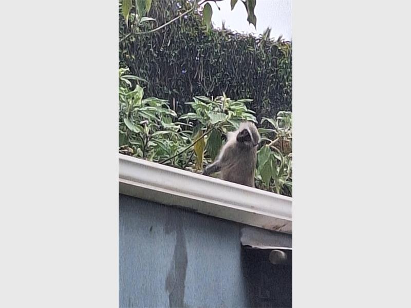 Local animal welfare officials are monitoring a primate roaming through urban neighbourhoods and urging the public to keep their distance.
