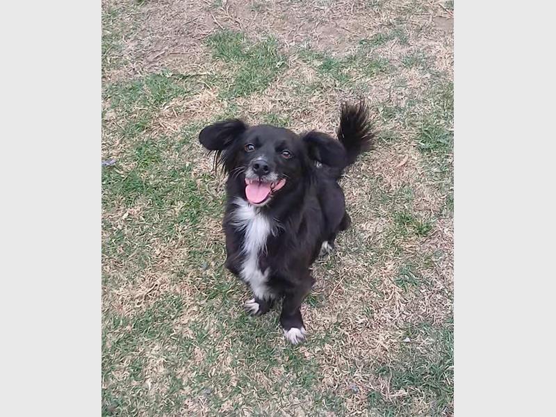 Your new best friend is waiting for you at the Brakpan SPCA.