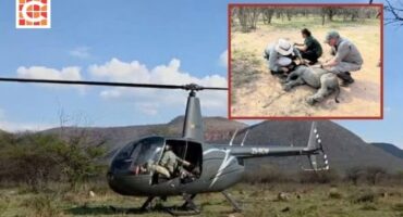 Rhino calf airlifted to Care for Wild near Mbombela