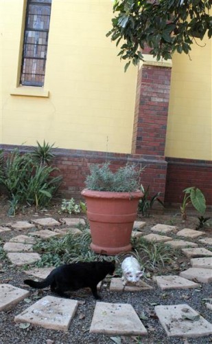 I also met the parish cat, without name.