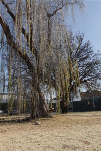 A willow tree at the park.