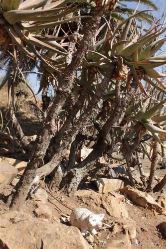 Some of the aloes still growing in the park.