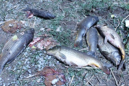 Some of the fish are dead, while others are still alive. Intestines are visible where the fishermen cleaned the fish.