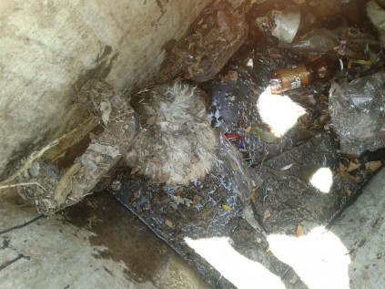 The poodle trapped in the manhole in Nigel Road.