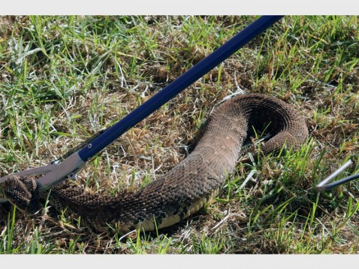 Die pofadder wyfie gaan binnekort 'n string kleintjies kry.