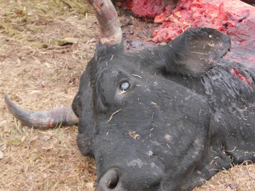 A cow lay slaughtered on the side of Hills Road this morning. Its unborn calf lay dead next to it.
