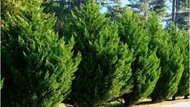 dbvirago191000616_43813