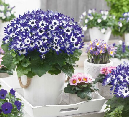 Alice Coetzee - 03-06-2022- gardening- we're planting photo 1