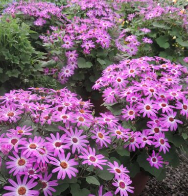 Alice Coetzee - 03-06-2022- gardening- we're planting photo 2