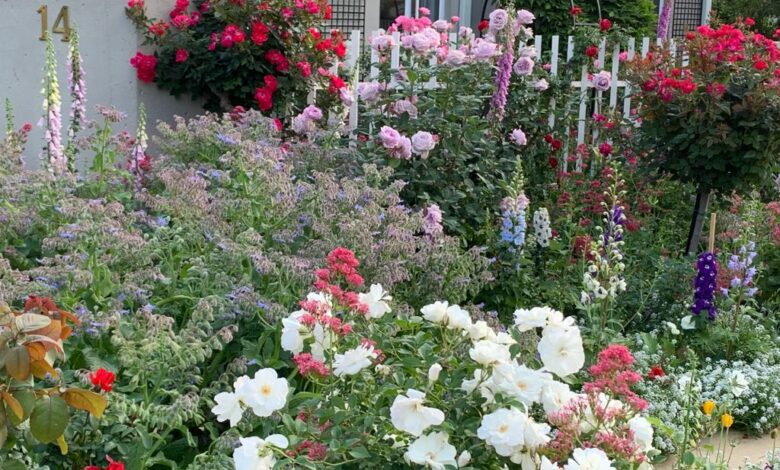 Alice Coetzee -10 -06-2022 - gardening- roses- photo 1