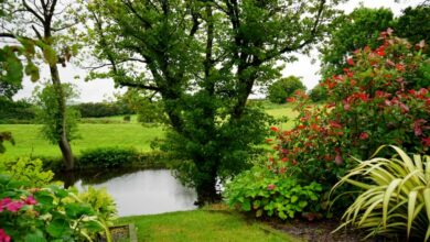 groundcovers for gardening