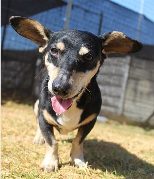 Adopt a pet | Springs Advertiser