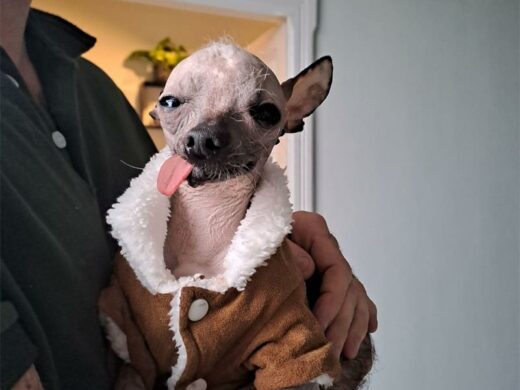 Pippodog_76598