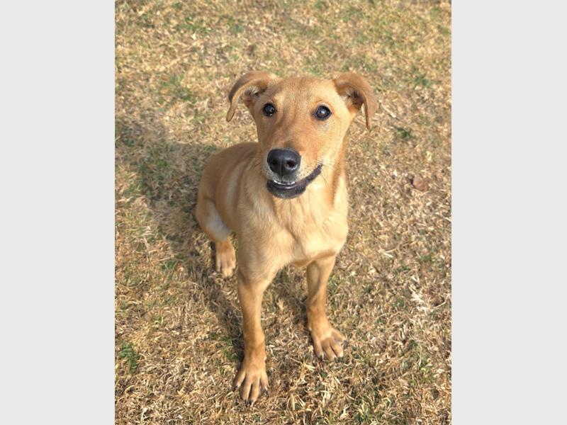 Do your part and become a fur-parent today.