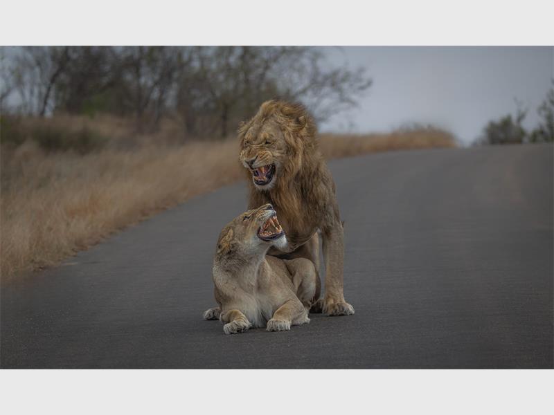 Love photography? Springs Photo Club is looking for new members to share their passion and grow together.