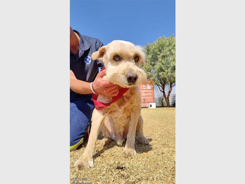 Do your part and become a fur-parent today.