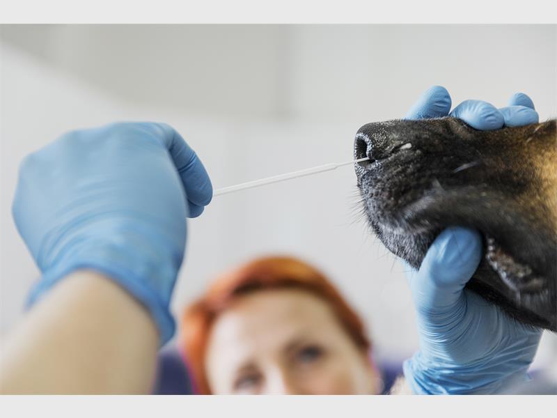 With new rabies cases confirmed, experts warn that prevention is the only defence. Vaccinating pets is vital and required by law.