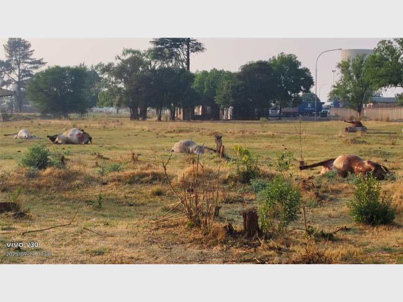 Tests revealed abnormal pH levels in water samples after several animals were found dead near Marshal and Van Loggerenberg roads.