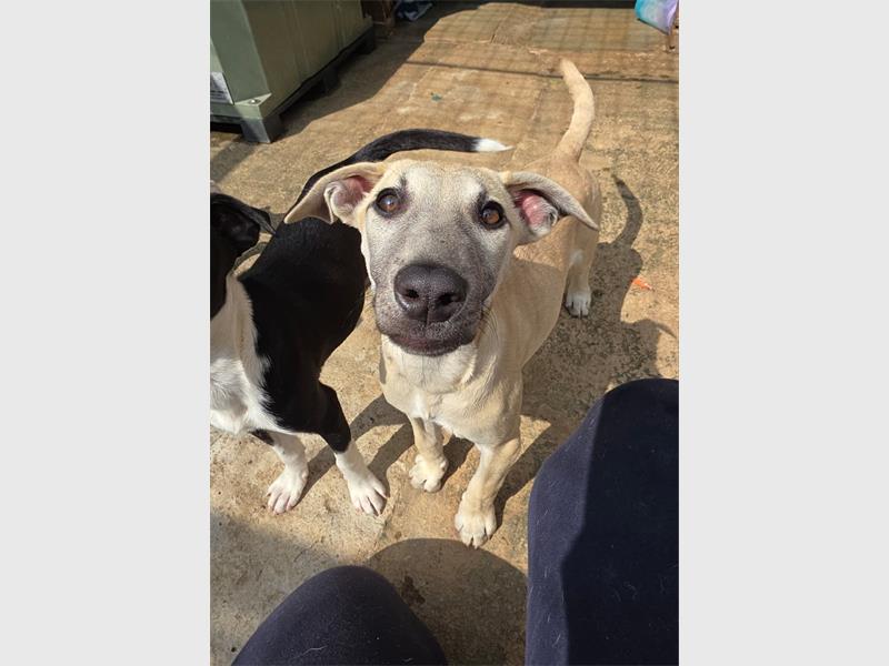 Do your part and become a fur-parent today.