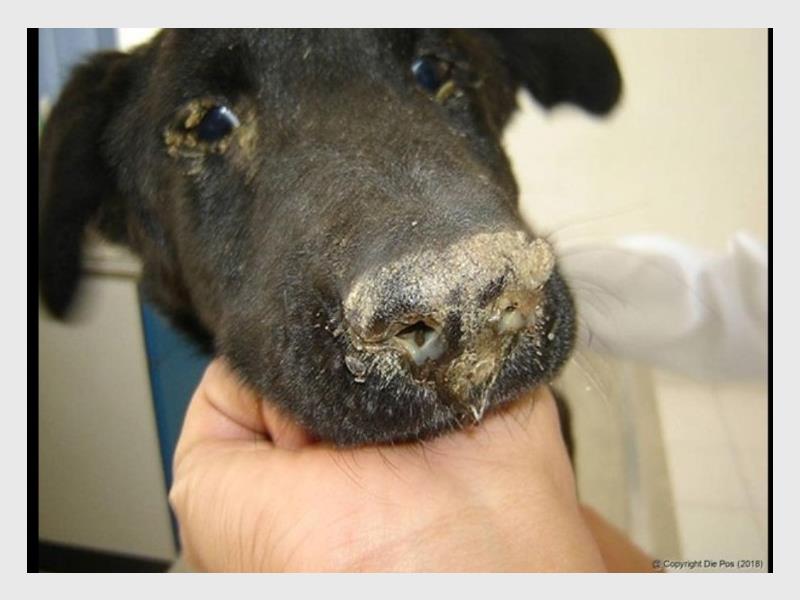 The Springs SPCA has warned of rising parvo and distemper cases, urging owners to vaccinate their dogs to prevent deadly but preventable outbreaks.