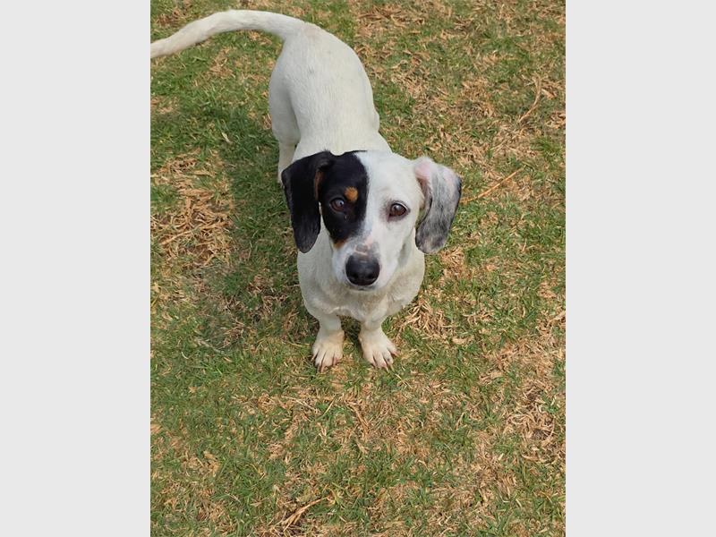 Do your part and become a fur-parent today.