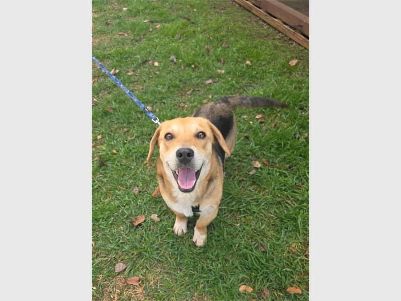 Do your part and become a fur-parent today.