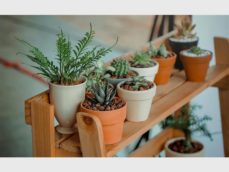 WWF’s Katherine Forsythe reminds South Africans that small changes, like planting indigenous flowers or saving water, can make a big difference. Here’s how your garden can help restore local ecosystems and protect pollinators.