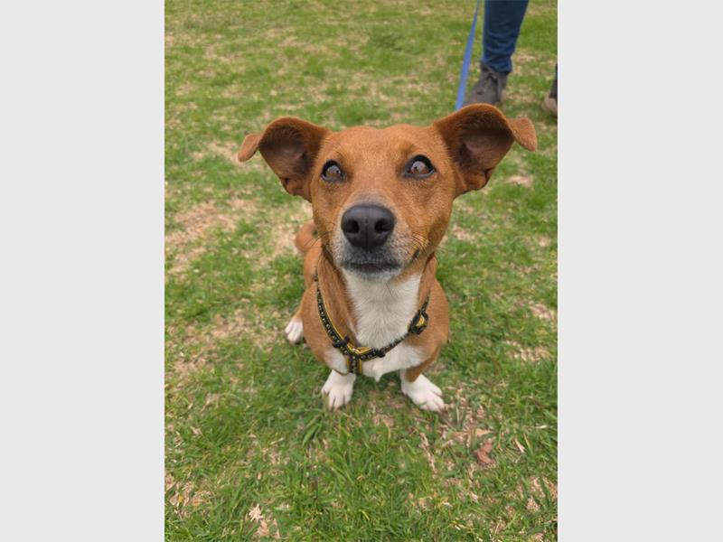 Do your part and become a fur-parent today.